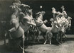 Le numéro des chevaux. Cirque d'Amiens, 1955.