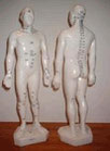 Modèle D'acupuncture pour pratiquer le Tong Ren Healing