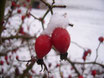 "Winterzeit rot"