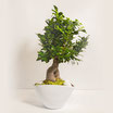 BONSAI