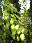 Saphir Doldenhopfen, 1.000 gr., vakuumiert