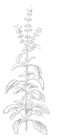 Tulsi Gesichtsöl
