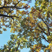 LETTRE DE LA FORÊt