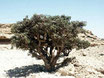 ENCENS OLIBAN (boswellia carterii) Somalie 100% pure chémotypée 10ml