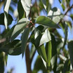 EUCALYPTUS CITRIODORA  (Eucalyptus citriodora) Madagascar 100% pure chémotypée 10 ml