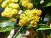IARY  (psiadia altissima) Madagascar 100% pure chémotypée 10 ml