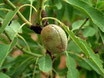 Amande Douce (Prunus dulcis) 100 ml