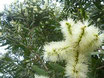 NIAOULI (melaleuca quinquenervia) Madagascar  100% pure chémotypée 10 ml