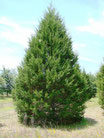 CÈDRE de VIRGINIE (Juniperus Virginiana) USA 100% pure chémotypée 10 ml