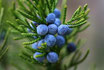 GENEVRIER BAIES (Juniperus communis) Inde 100% pure chémotypée 10 ml
