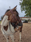 Montants de Hackamore - Taille TRAIT