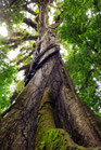 Foto 23 (120 x 80) - KAPOK TREE (Costa Rica)