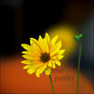 PFL001a