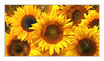 Infrarot-Glasbildheizung "Sonnenblumen"700 Watt, 110x60cm
