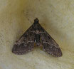 DUPONCHELIA FOVEALIS (2 uds)