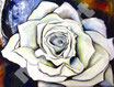 Rosenblüte