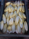 Endive