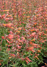 Agastache Firebird