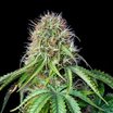 Royal CBG Auto - Goliat Auto x High CBG Strain