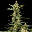 Royal Kush Auto - OG Kush x Rudera