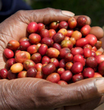 MOKA D'ETHIOPIE  250 grs