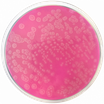 Agar Acetamida 500 gr Condalab 1391