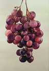 Lámina "UVAS"