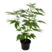 WHITE WIDOW XXL Stecklinge