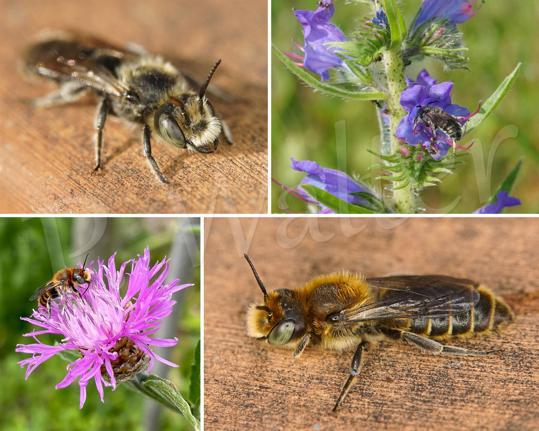 Bild: Männchen  / Weibchen der Natternkopf-Mauerbiene, Osmia adunca, Natterkopfbiene