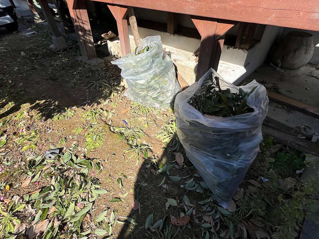 2袋分の枝伐採分