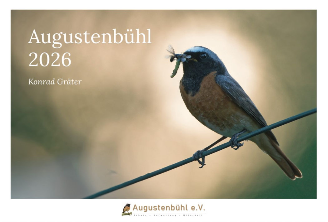 Gartenrotschwanz