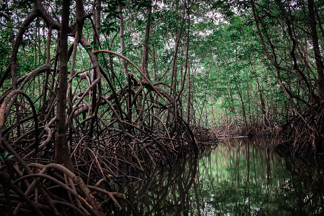 D'épaisses mangroves en route vers Drake Bay.