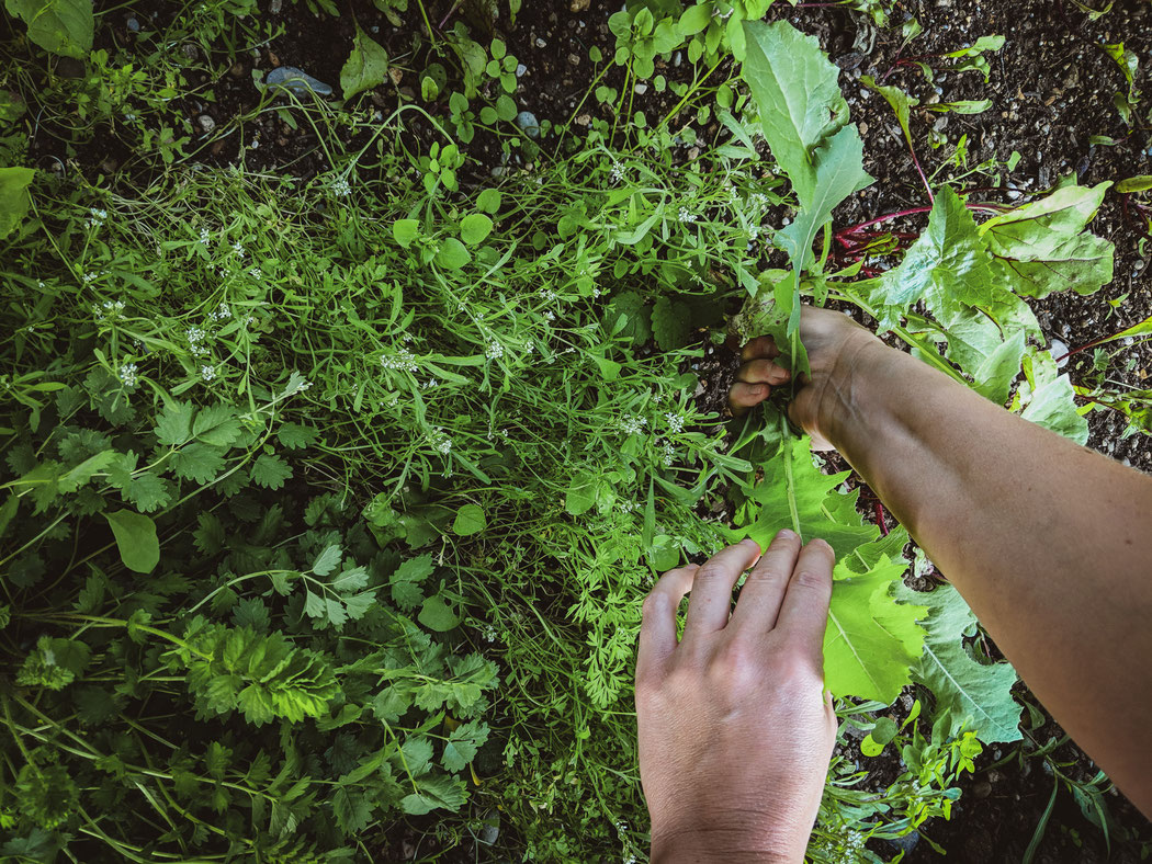 Wie wir essen - 8 Ideen für nachhaltige Ernährung - Durch das Jahr im