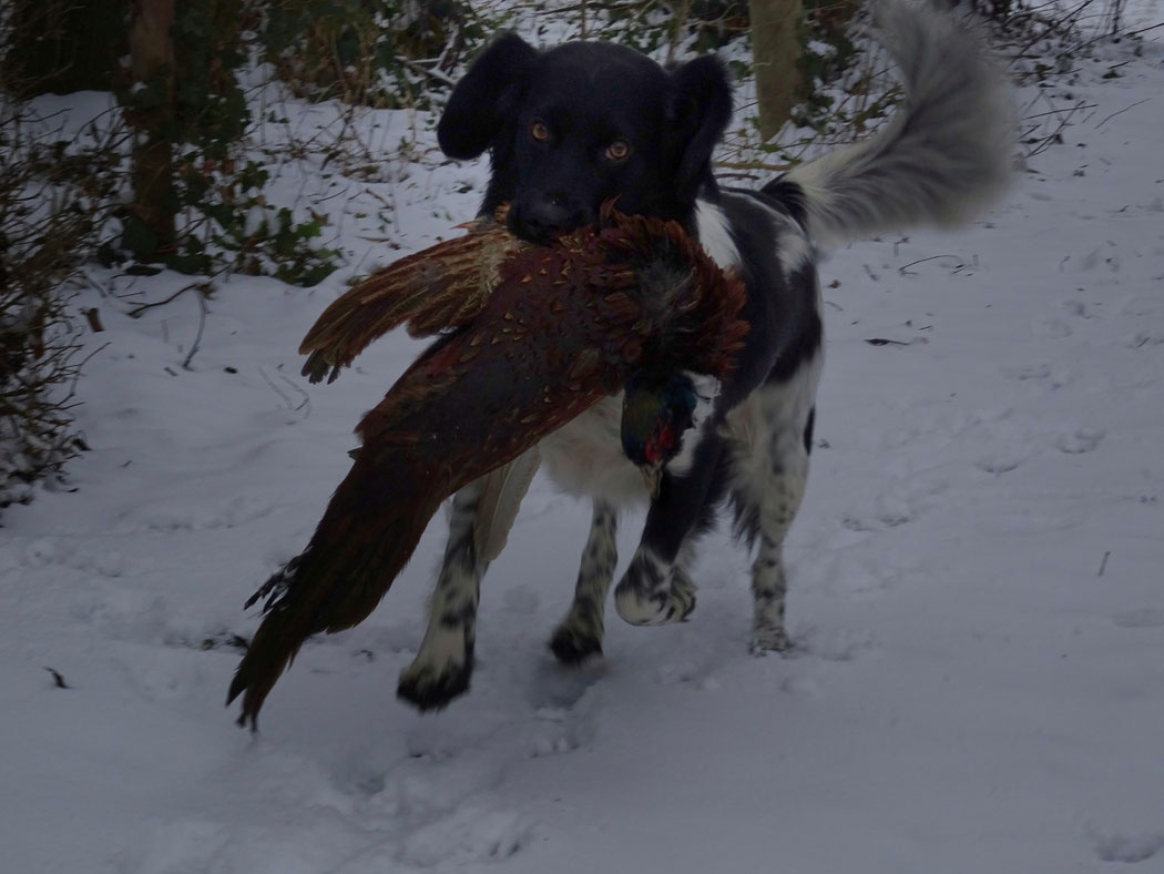 friese stabij jacht stabij huntingdog KNJV A diploma jachtdiploma Isolde jachtlijn stabijhoun