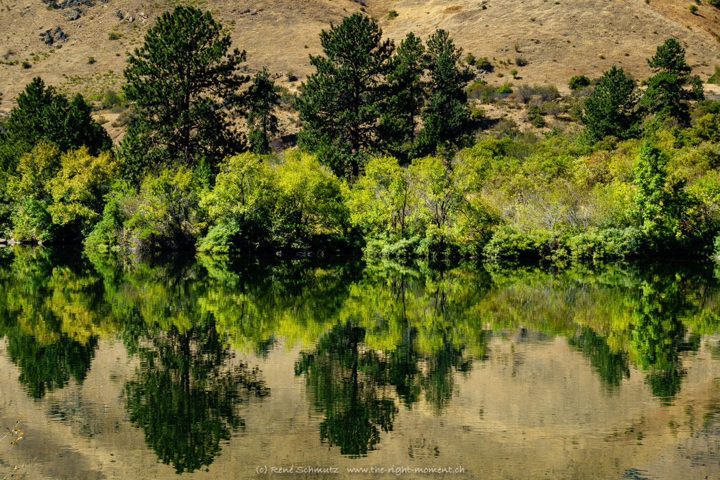 mirroring trees mirroring trees