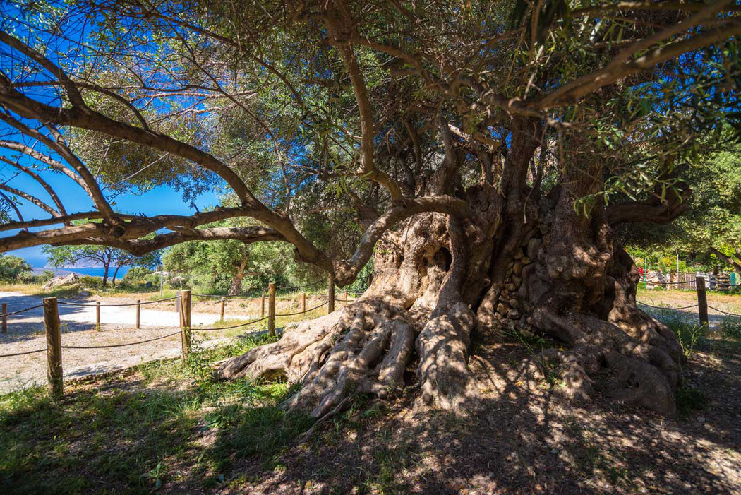 Der älteste Olivenbaum auf der Welt befindet sich auf Kreta