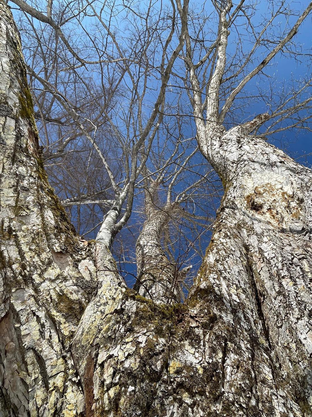 雪の上から青空に枝を広げる樹