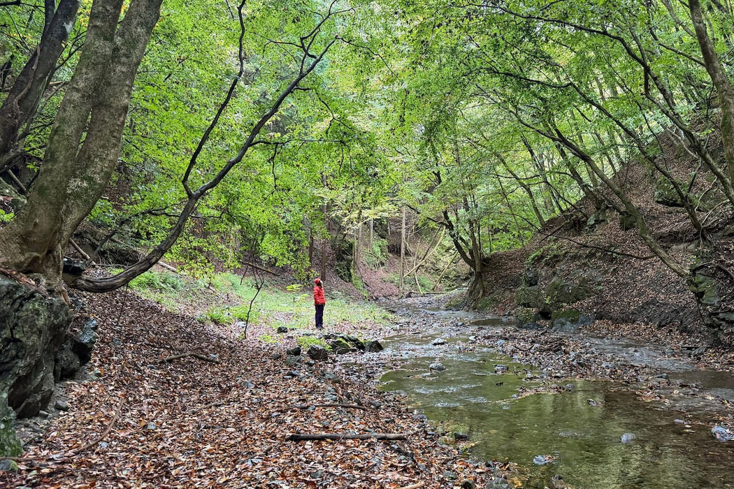 沢のほとりで静かに森をみつめる女性。森の一人時間。