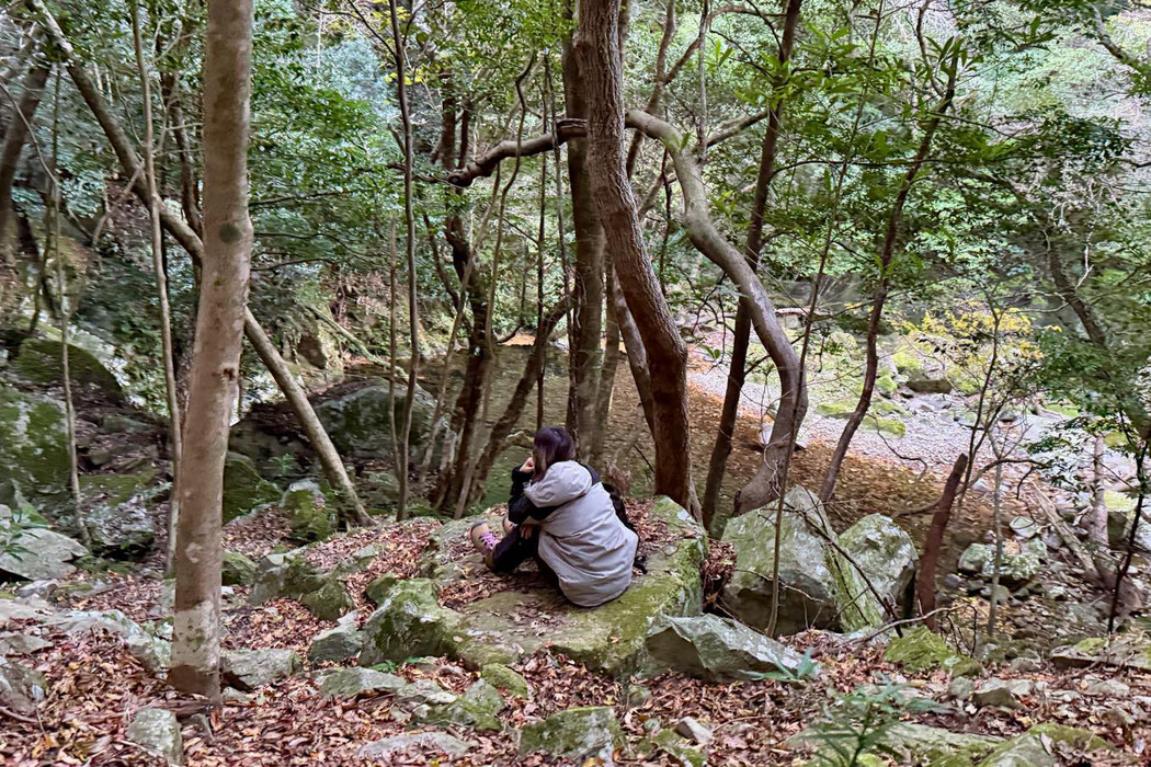 渓谷の深い森