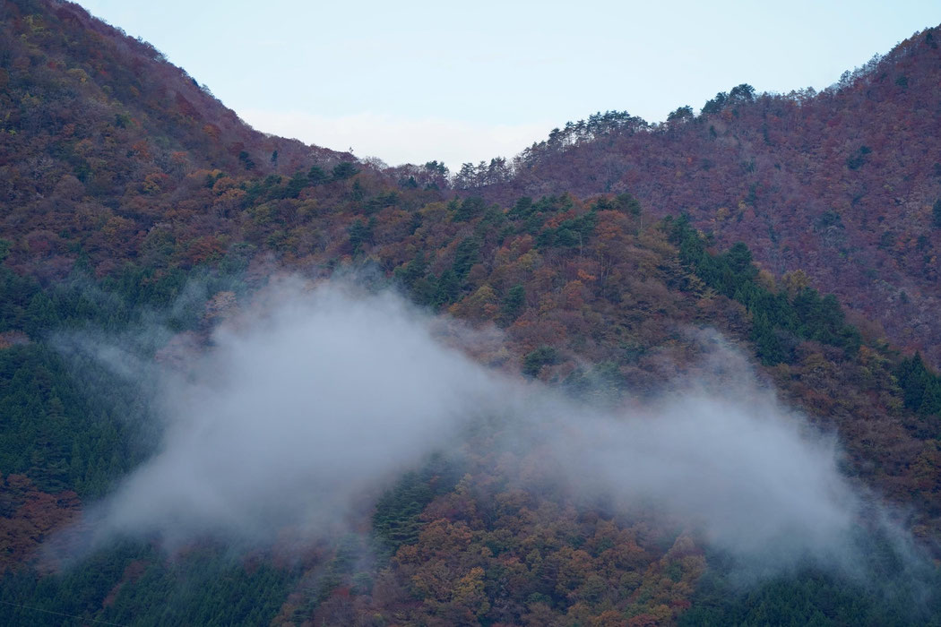 森から昇る雲