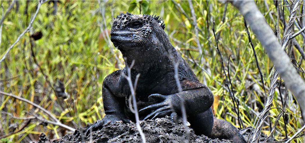 Inselhopping Galápagos