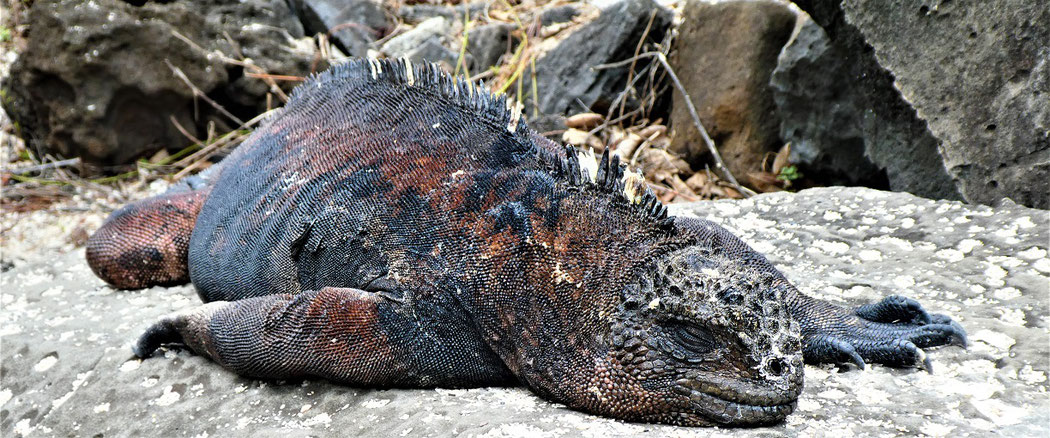 Landleguan Galápagos