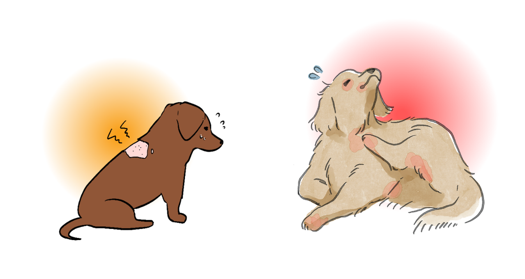 犬の皮膚炎やかゆみ