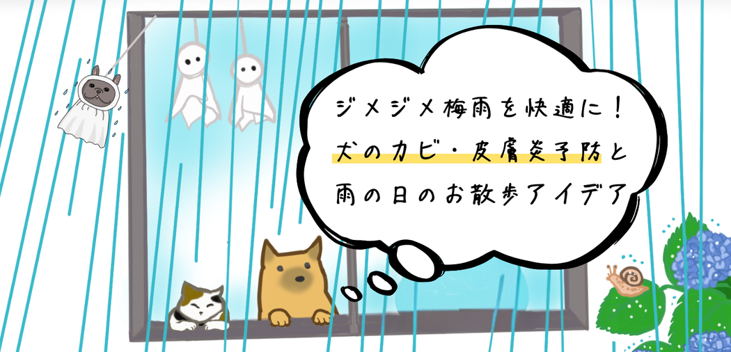 ジメジメ梅雨を快適に!犬のカビ・皮膚炎予防と雨の日のお散歩アイデア