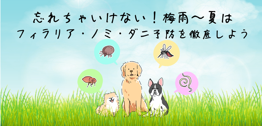 夏の時期はノミやダニなどの寄生虫に注意が必要