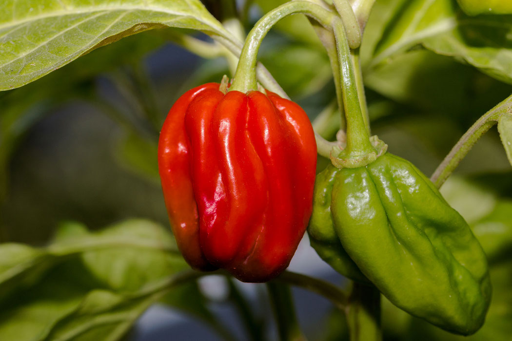 Erste rote Habanero am Strauch