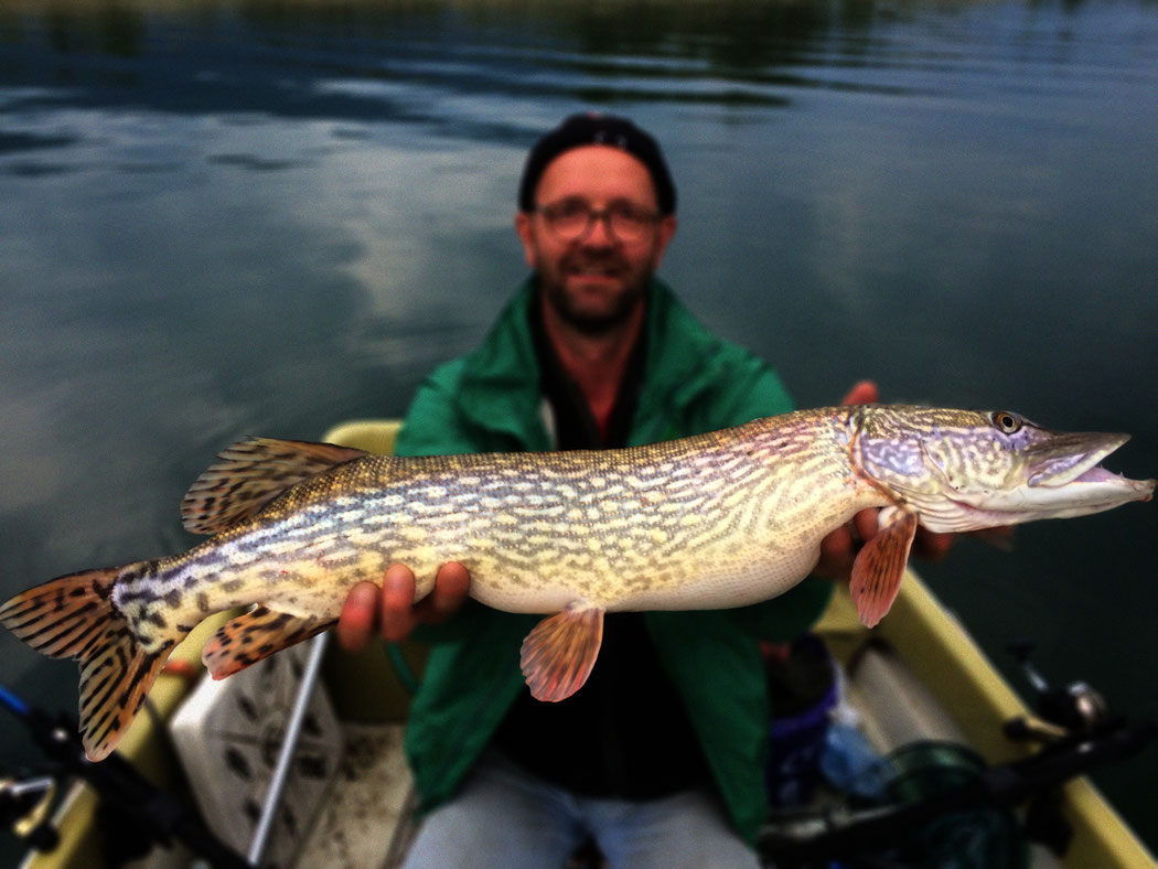 Bielersee, Fische, Angeln, Egli, Zander, Hecht, Barsch, Westin, MikethePike
