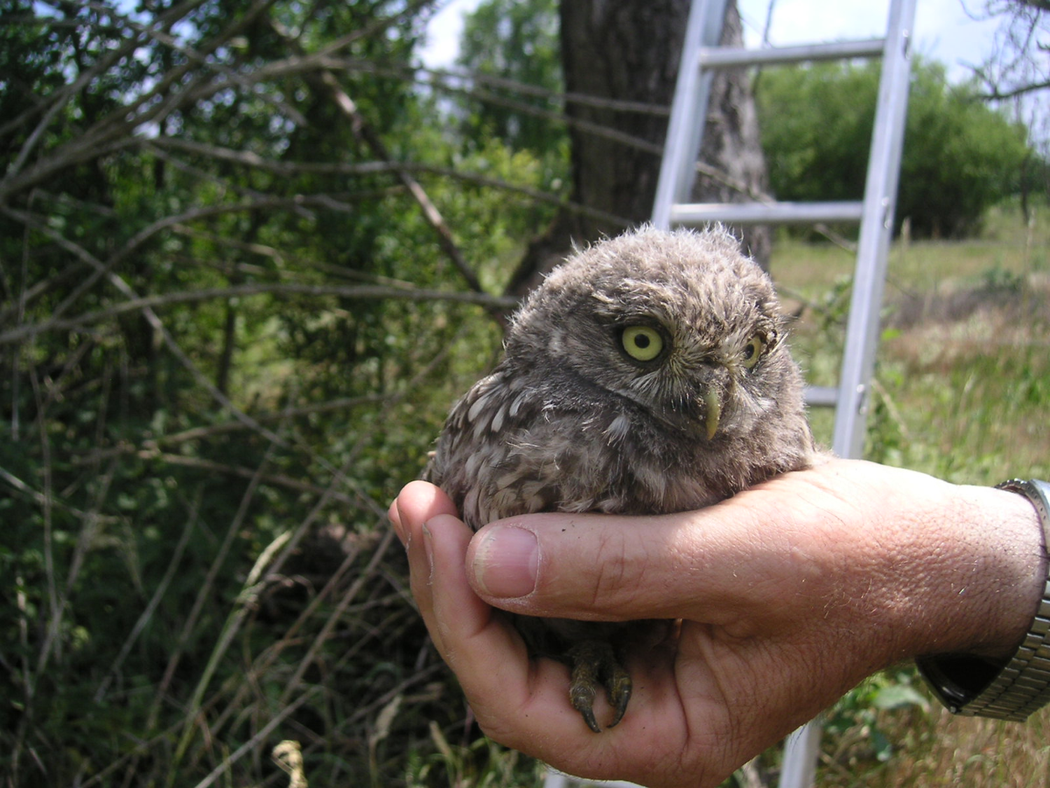 Junger Steinkauz (Foto: privat/LBV AB-MIL)