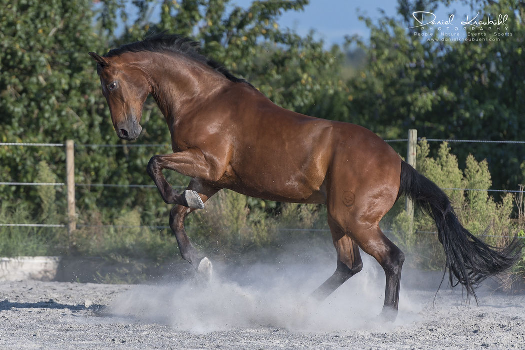 Fairplay, Schweizer Warmblut Pferd, Cornelia Falkenberg, Nicole Goetschi, Traumprinz, Pferde, Horse, Photographer/Fotograf: Daniel Kneubühl, www.danielkneubuehl.com