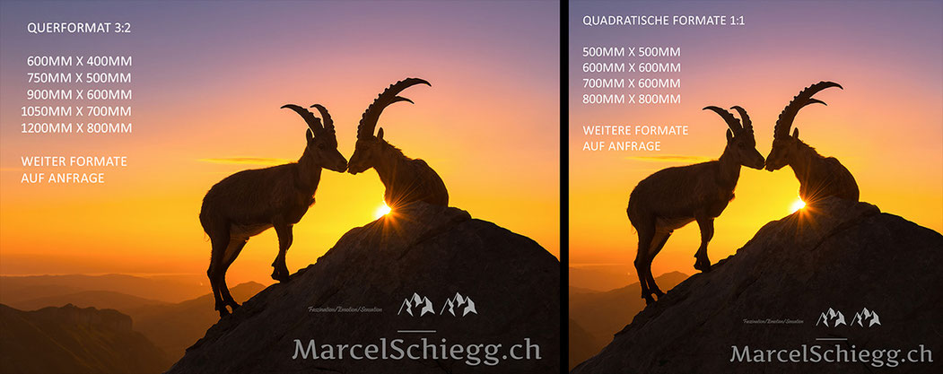 Steinbock, Steinböcke, Wandbild, Marcel Schiegg Fotografie, Steinböcke bei Sonnenaufgang